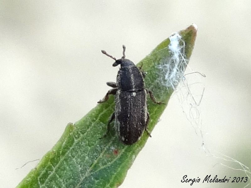 Mecinus circulatus (Curculionidae)